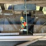 Marvin Maggie s little bodyguard